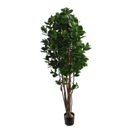 CLUSIA TREE 170CM GREEN