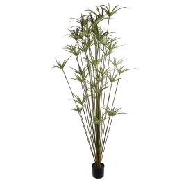 CYPERUS PLANT X 32 190CM GREEN