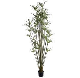 CYPERUS PLANT X 32 205CM GREEN