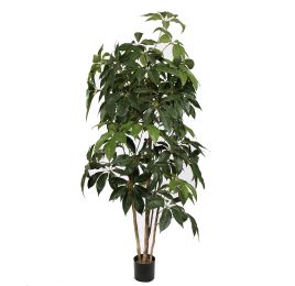SCHEFFLERA TREE 195CM GREEN