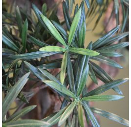 PODOCARPUS TREE X7 145CM GREEN