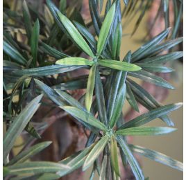 PODOCARPUS TREE X7 175CM GREEN