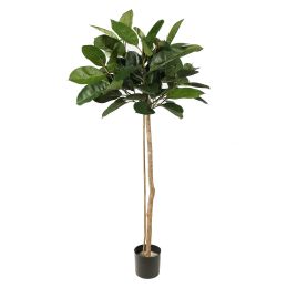 RUBBER PLANT 150CM GREEN