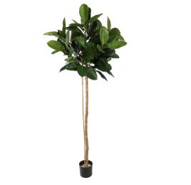 RUBBER PLANT 190CM GREEN
