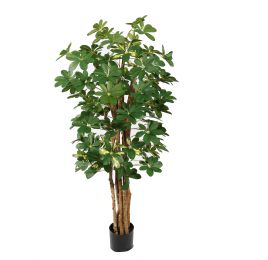 BABY SCHEFFLERA 150CM WHITE GREEN