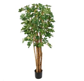 BABY SCHEFFLERA 180CM WHITE GREEN