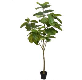 FICUS UMBELLATA 200CM GREEN