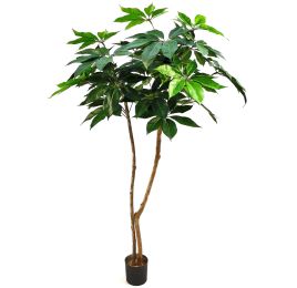 SCHEFFLERA CLOUD TREE 180CM GREEN