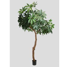GIANT SHEFFLERA CLOUD TREE 240CM GREEN