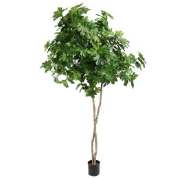 COMMON FIG TREE 210CM GREEN