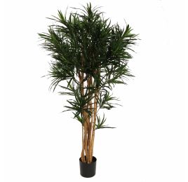 DRACAENA REFLEXA ANITA 150CM GREEN