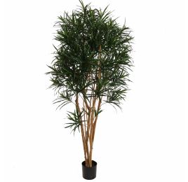 DRACAENA REFLEXA ANITA 210CM GREEN