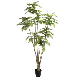 CEDRELA TREE 300CM GREEN