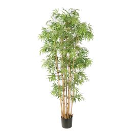 JAPANESE BAMBOO X 12 175CM GREEN