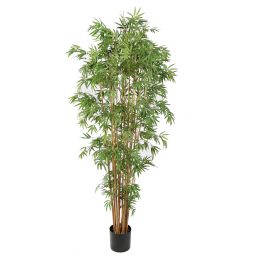 JAPANESE BAMBOO X 15 205CM GREEN