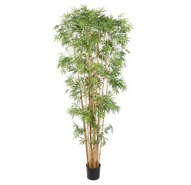 JAPANESE BAMBOO X 15 235CM GREEN