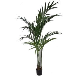 KENTIA PALM X12 180CM GREEN