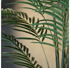 GIANT ARECA PALM X 15 180CM (K.D. packing)