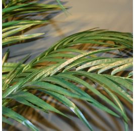 GIANT ARECA PALM X 21 240CM (K.D. packing)