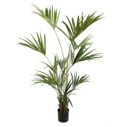 KENTIA PALM X 11 180CM GREEN