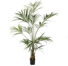 KENTIA PALM X 11 210CM GREEN