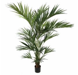 KENTIA PALM X18 220CM GREEN