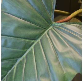 GIANT ALOCASIA TREE X 2 200CM GREEN
