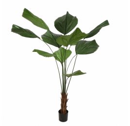 LICUALA GRANDIS PALM 180CM GREEN