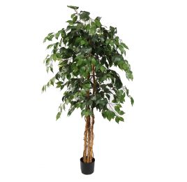 FICUS BASIC 150CM GREEN