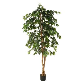FICUS BASIC 180CM GREEN