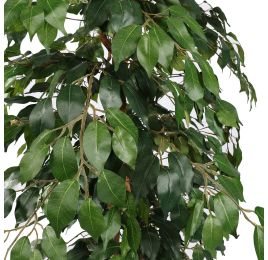 FICUS BASIC 180CM GREEN