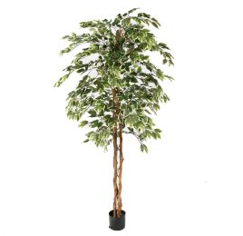 FICUS BASIC 180CM GREEN WHITE
