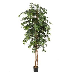 FICUS BASIC 210CM GREEN