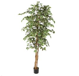 FICUS BASIC 210CM GREEN WHITE