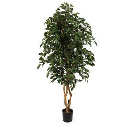 FICUS EXOTICA TREE 180CM GREEN