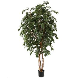 FICUS EXOTICA TREE 210CM GREEN