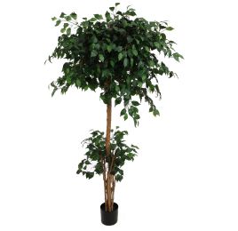 FRENCH FICUS 180CM GREEN