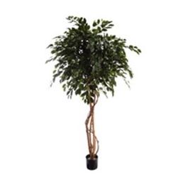 FICUS EXOTICA 210CM GREEN