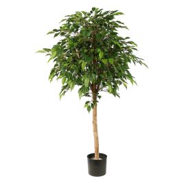 FICUS NATASJA 135CM GREEN
