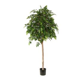 FICUS NATASJA 170CM GREEN