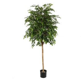 FICUS NATASJA 200CM GREEN