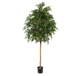 FICUS NATASJA 230CM GREEN