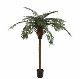 CYCUS PALM X25 150CM GREEN