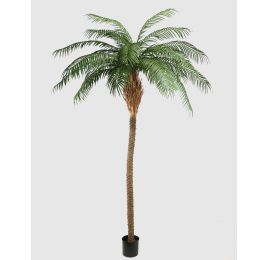 PHOENIX PALM X25 270CM GREEN