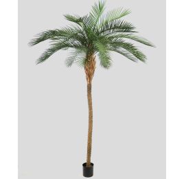 UV PHOENIX PALM X28 270CM GREEN