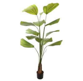 WILD BOMBAY FAN PALM 160CM GREEN