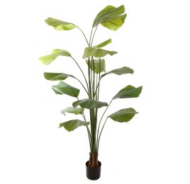 WILD BOMBAY FAN PALM 180CM GREEN