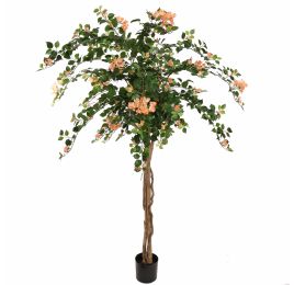 BOUGAINVILLEA TREE 180CM PEACH