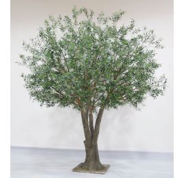 FR GIANT OLIVE TREE GREEN
