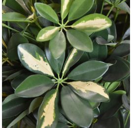 BABY SHEFFLERA TREE 80 CM GREEN YELLOW
